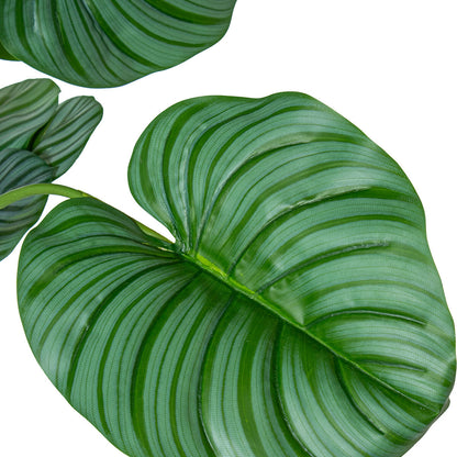 Planta Decorativa Alexandra House Living Plástico Calathea 150 cm