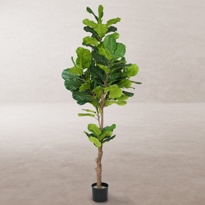 Planta Decorativa Poliuretano Cemento Ficus 200 cm